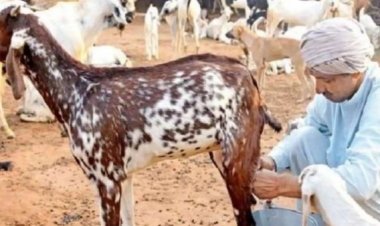 अब मिलेगा पैक्ड बकरी का दूध, 150 रुपए लीटर में