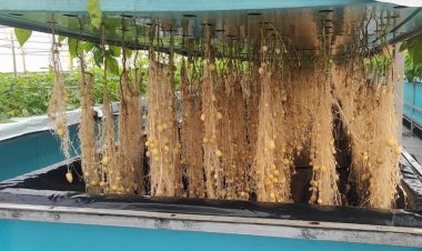 एयरोपोनिक  फार्मिंग :  अब हवा में उगेगा आलू