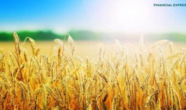गेहूं के निर्यात पर लगी पाबंदी केंद्र सरकार तत्काल वापस ले - भारतीय किसान संघ