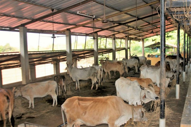 गाय पालन के लिए सब्सिडी: सरकार डेयरी किसानों को प्रति वर्ष देगी 10,800 रुपये