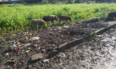 देश के सबसे स्वच्छ शहर में सूअरों का कब्जा