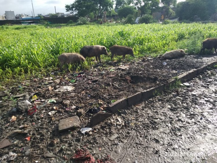 देश के सबसे स्वच्छ शहर में सूअरों का कब्जा