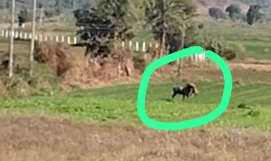 वायरल हो रहा नीलगाय (रोजडे) का किसान को मार कर खाना