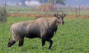 वन विभाग बन रहा किसानों के साथ तानाशाह