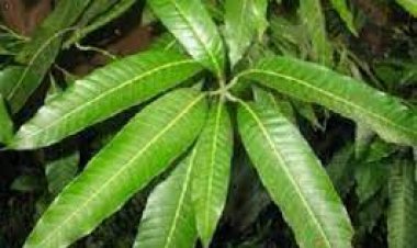 मधुमेह में रामबाण इलाज की तरह असर करता है फलों  के राजा  के पत्ते