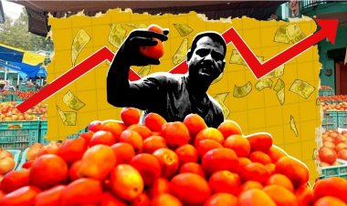 टमाटर का खेल, भाव आसमान पर, लेकिन किसान वहीं का वहीं